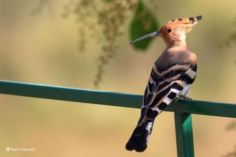 Eurasian hoopoe