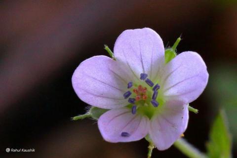 Geranium spp