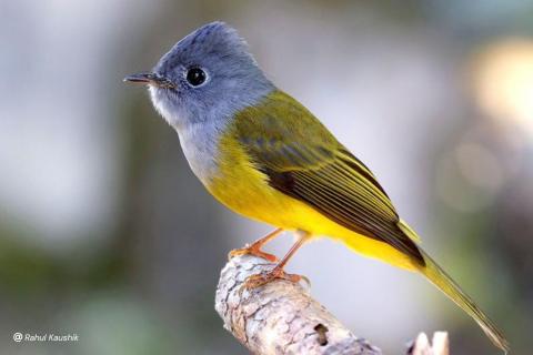 Grey-headed canary-flycatcher