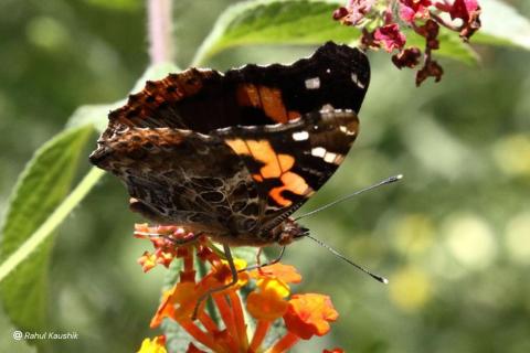 Himalayan Red Admiral