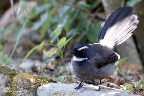 White-throated fantail