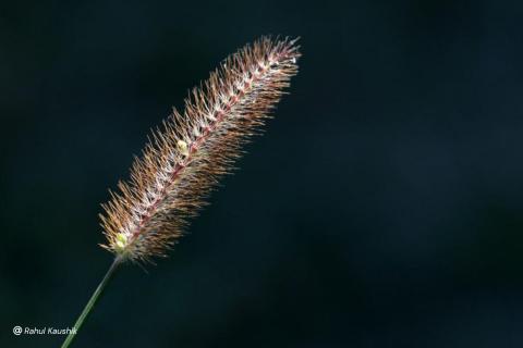 Yellow Foxtail grass