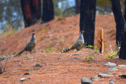 Cheer Pheasant