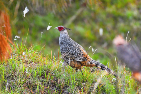 Cheer pheasant in renz himalayan retreat